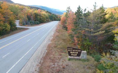 Leaves Falling in the White Mtns Again