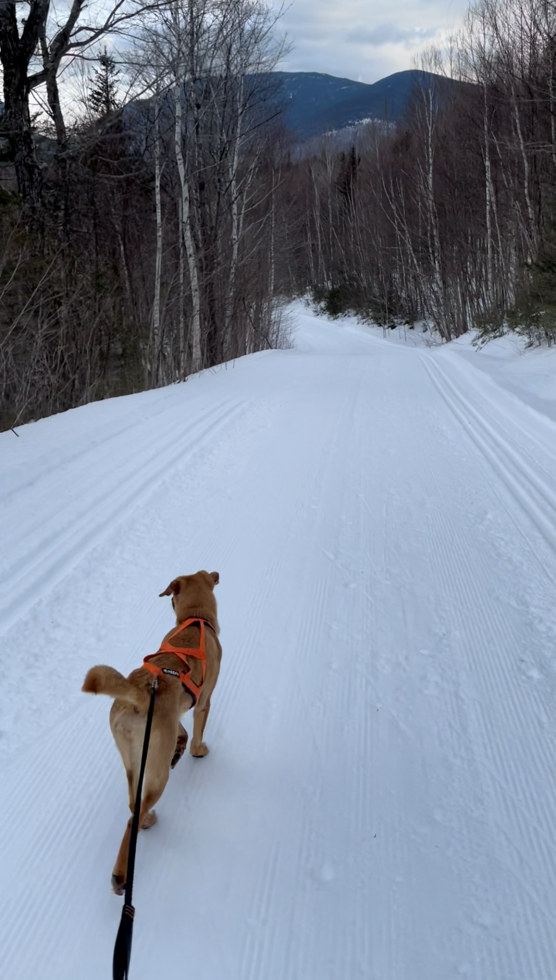 XC dog skiing in north conway vacation homes
